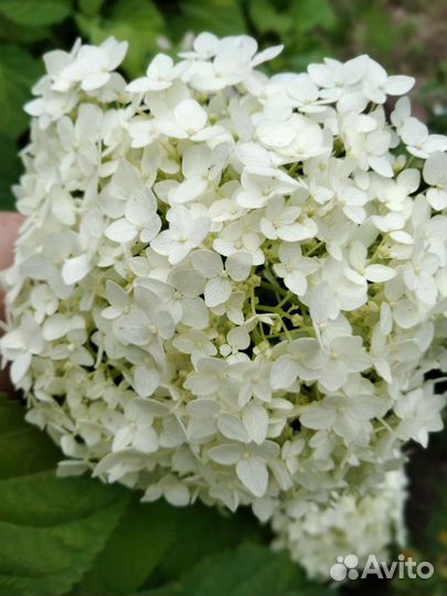 Цветы на срез, букеты