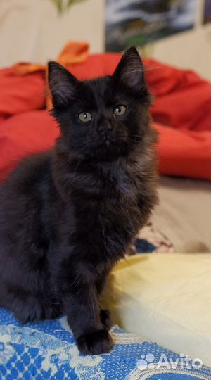 Котенок Огонек в добрые руки