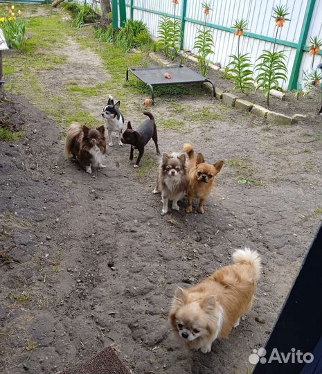 Кобели для вязок
