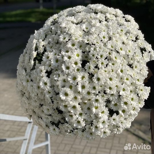 Хризантемы мо Москва