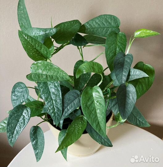 Монстера Сильвер лиф