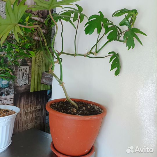 Филодендроны