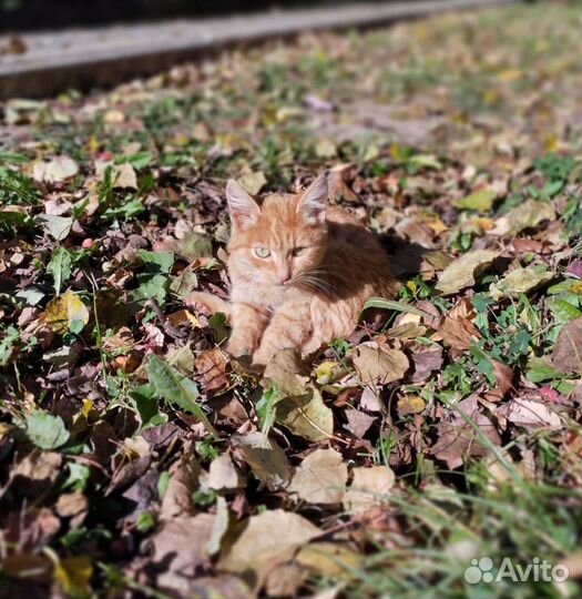 Рыжий котенок в добрые руки бесплатно