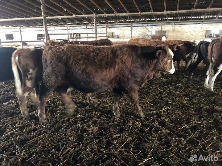 Бычки на откорм