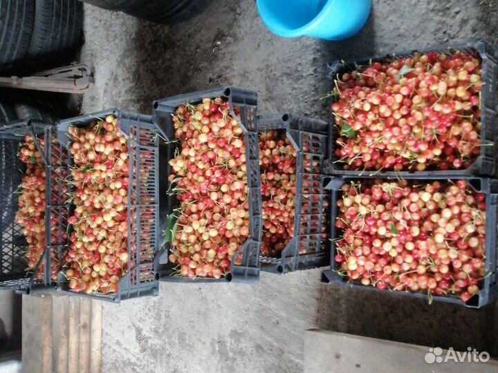 Черешня 35кг