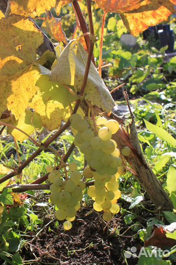 Виноград для севера