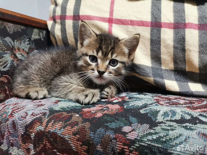 Отдам в добрые руки