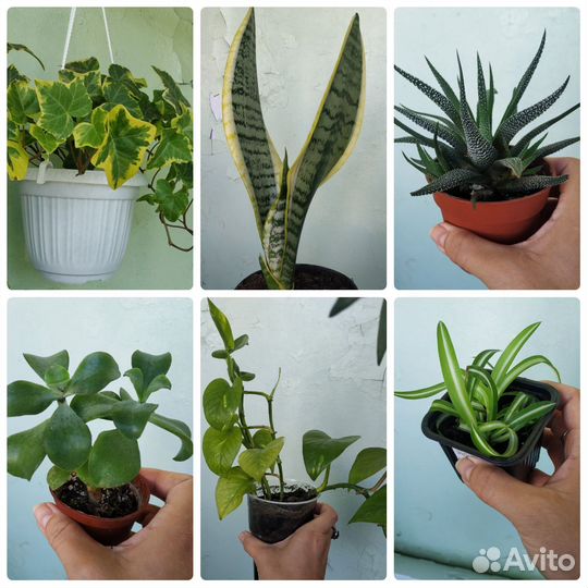 Комнатные растения (разное)