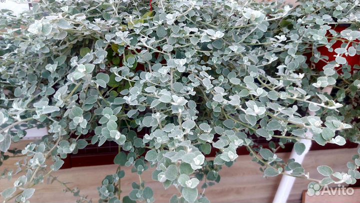 Гелихризум Сильвер