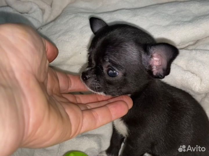 Чихуахуа мини