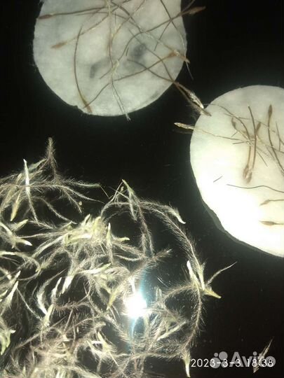 Семена прострела