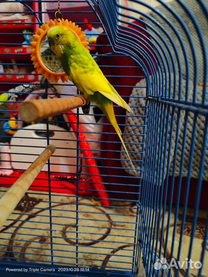 Птица волнистые попугай с клеткой