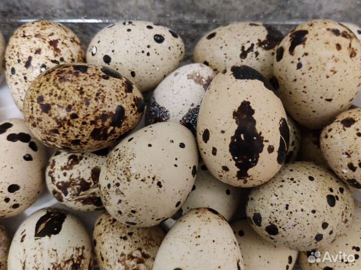 Яйцоперепелиное инкубационное белый гигант