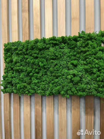 Картина с живым мхом