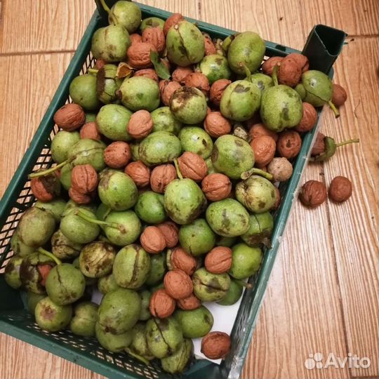 Грецкий орех саженцы