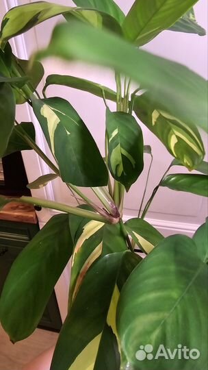 Ктенанта лубберса