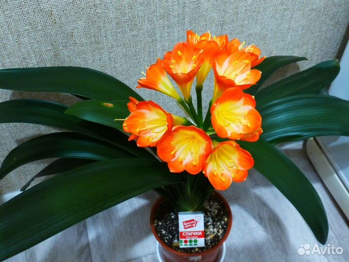 Кливия цветущая