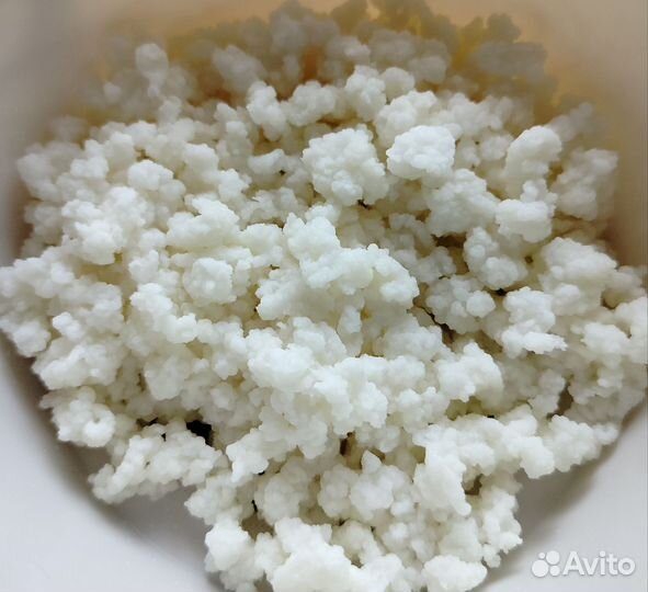 Кефирный(Тибетский) гриб