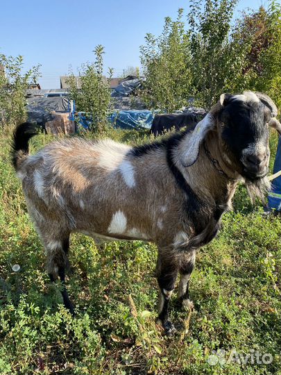 Вязка козел