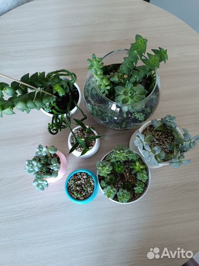 Суккуленты