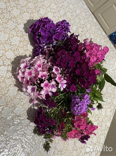 Флокс метельчатый сортовой