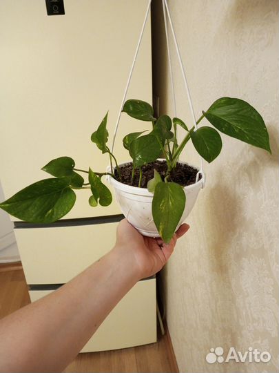 Сциндапсус