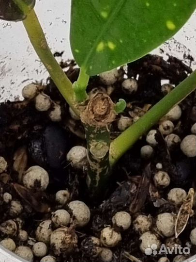 Eburneum, Golden Star, Batik, Red Banana