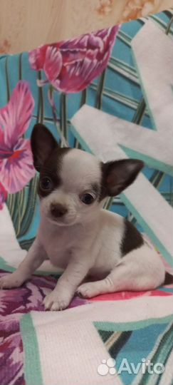 Щенки чихуахуа мини и стандарт