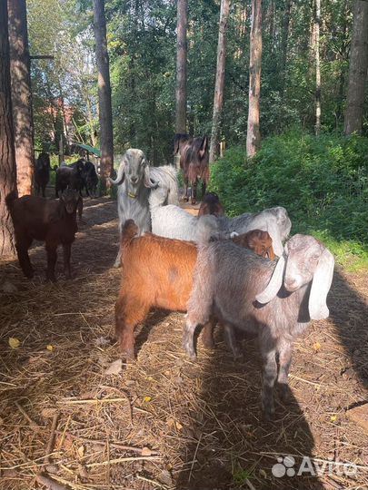 Козлики Шами