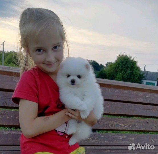 Собака померанский шпиц