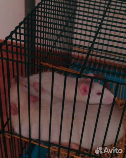 Приходящая котоняня, передержка котов