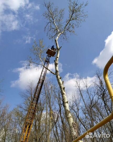 Спил деревьев
