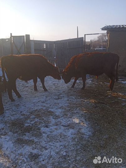 Продам Бычков тёлок