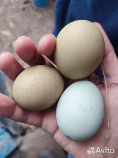 Ия Лакеданцзи бел,чер,расписной