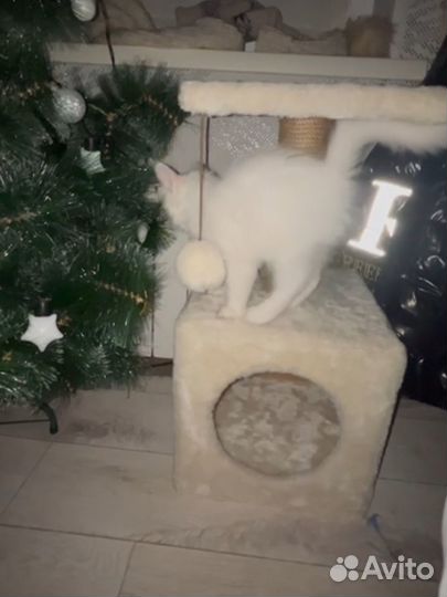 Котик в добрые руки