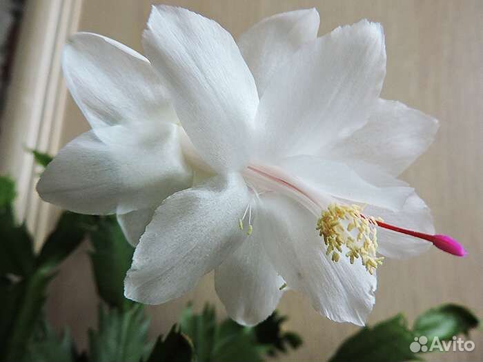 Продаю Декабрист шлюмбергера белый