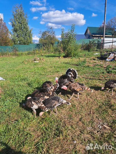 Индюк и индюшки бронза