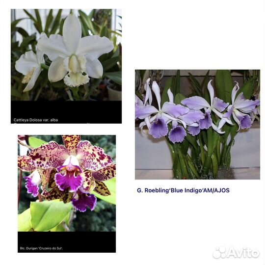 Орхидея каттлея