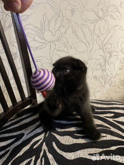 Вислоухие котята