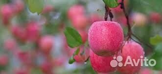 Разнорабочие /сбор яблок/Вахта в Липецк