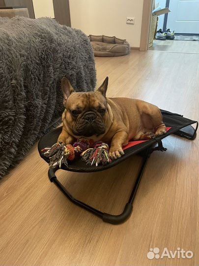 Французский бульдог кобель вязка