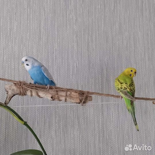 Передержка грызунов и птиц