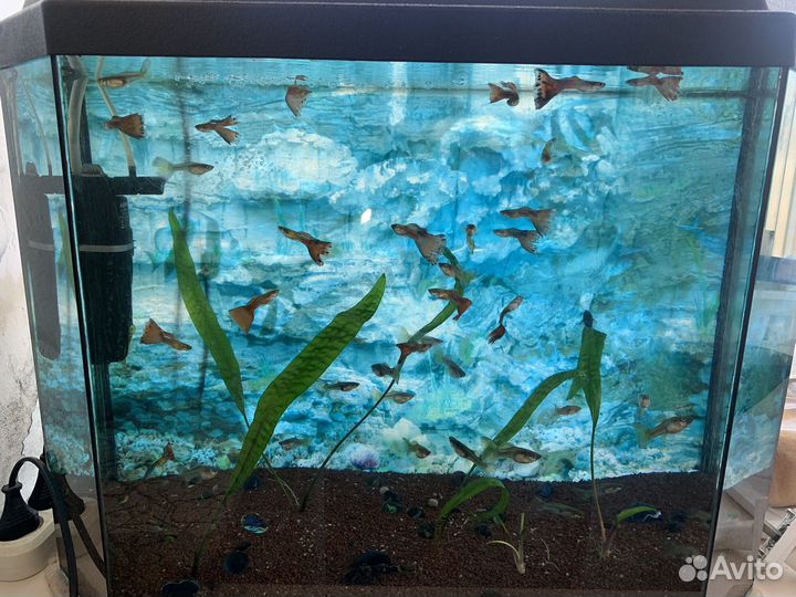 Аквариум с рыбками