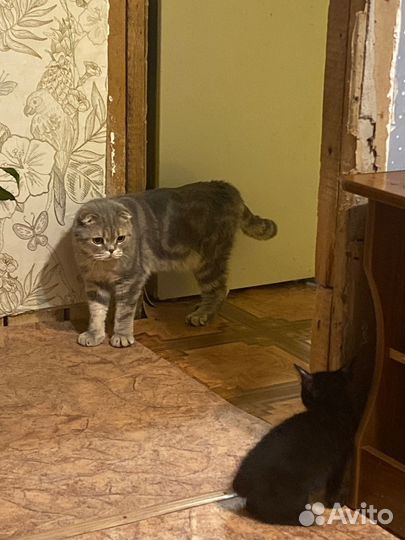 Отдам в добрые руки