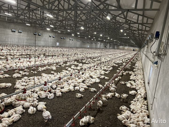 Птицефабрика