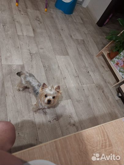 Йоркширский терьер вязка мальчик