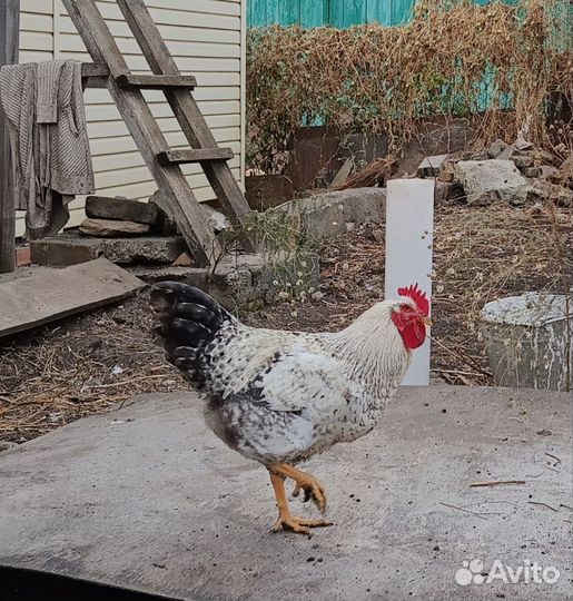 Молодые петухи в рядом