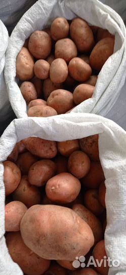 Картофель розовый