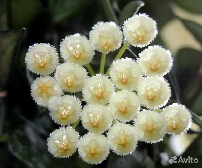 Хойя лакуноза