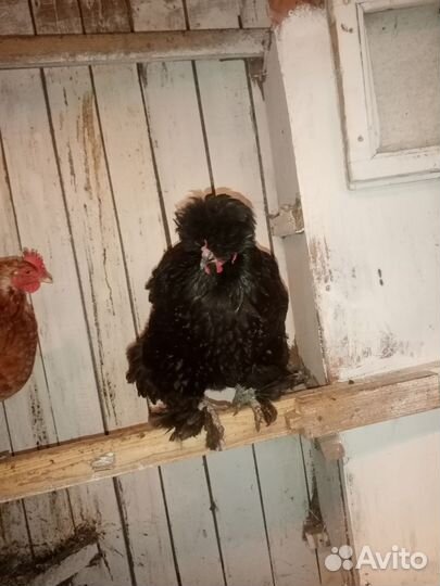 Молодые петухи